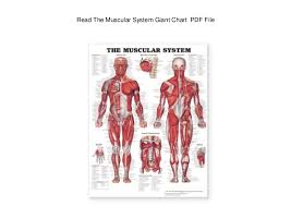 Read The Muscular System Giant Chart Pdf File