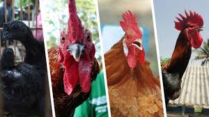Tetapi banyak juga dikembangkan dan dijadikan petarung di. 4 Ayam Termahal Asli Indonesia Harganya Rp 40 Juta Per Ekor Bisnis Liputan6 Com