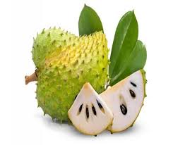 Durian belanda atau bahasa inggeris soursop atau nama saintifiknya annona muricata l. Khasiat Durian Belanda Yang Wajib Anda Tahu