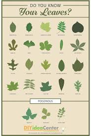 Leaf Identification Guide Infographic Leaf