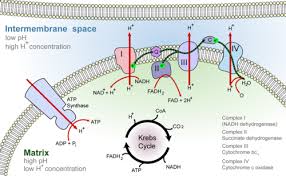 Powering The Cell Cellular Respiration Ck 12 Foundation