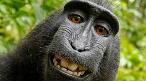 ลิงแพ้ศาล? ผู้พิพากษาตัดสินให้ลิง นารูโตะไม่ได้ลิขสิทธิ์เหนือรูปเซลฟี่ของตัวเอง