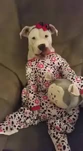 Salona bir baskasinin gelmesi onun icin hic bir sey ifade etmez. Pajamas Doggy Chien Gif Find On Gifer