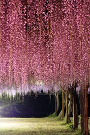 82 best images about HdeP Wisteria Cascading Rose on Pinterest.