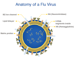 Oleh karena itu, sebagian besar dari virus influenza yan selesai dirangkai adalah mutan; Apa Itu Flu Influenza Dan Tipe Virus Flu Atau Influenza Ulya Days