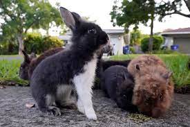 bunny invasion of domestic rabbits