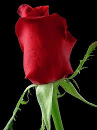 red rose flower nature flora beautiful