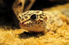 choosing a leopard gecko substrate