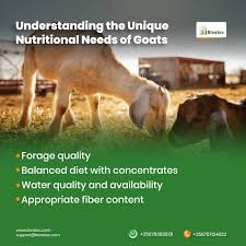 mastering goat nutrition feed your