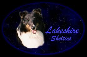 lakeshire shelties