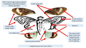 We are a small group of three; Cicada 3301 Cicada Compared To Distantalna Splendida Cicada Mania