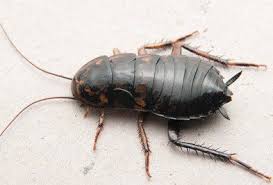 oriental roach types facts and