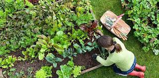 Create Your Own Veg Patch And Money