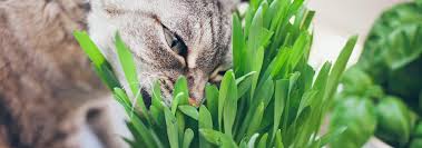 What Is Cat Grass Hill S Pet