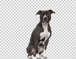 Both originated in europe and became fighting dogs. American Pit Bull Terrier Staffordshire Bull Terrier American Staffordshire Terrier Png Clipart American Pit Bull Terrier