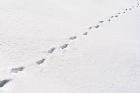 Wer schonmal im schnee eine tierspur entdeckt hat, weiß, wie spannend es sein sein, zu erfahren, welches wesen dahinter steckt. Tierspuren Im Schnee Wer Stapft Hier Durch Den Winter