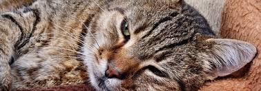 Crohn's disease is a chronic condition that causes inflammation in the gut (digestive tract).crohn's disease belongs to a group of conditions known as inflammatory bowel disease (ibd). 10 Common Conditions In Old Cats Vet4life