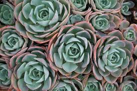 Check spelling or type a new query. Teal And Pink Succulents Hd Wallpaper Wallpaper Flare