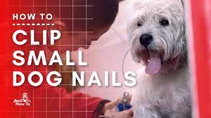 small dog nail clipping for beginners