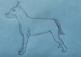 Make a huge curve and stop. How To Draw A Realistic Dog With Pictures Video
