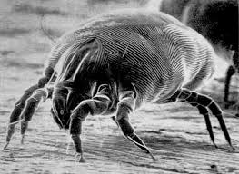 10 tips to get rid of house dust mites