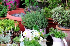 Vegetable Container Gardening For Beginners