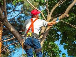 Have a damaged or dead tree? Tree Service Tree Removal Tree Trimming Alexandria Va