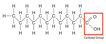 saturated fatty acid structure
