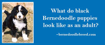 We did not find results for: Why Bernedoodle Puppies Are So Expensive They Are High Demand Puppies