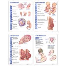 4 Trimesters Of Childbearing Charts English 4