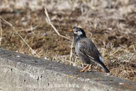 ムクドリ｜日本の鳥百科｜サントリーの愛鳥活動