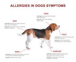 top 10 most common allergies in dogs