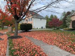 Save Money On Mulch By Using Dry Leaves