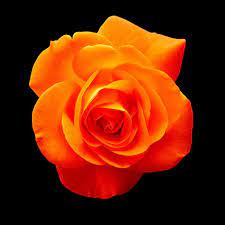 hd wallpaper orange rose flower