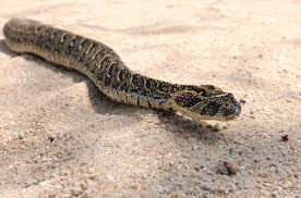 Common Highly Dangerous Snakes Of South Africa Camping Tips