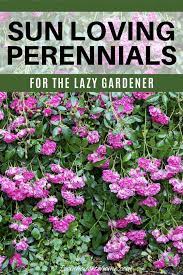 We did not find results for: Full Sun Perennials 17 Low Maintenance Plants That Thrive In Sun Gardening From House To Home