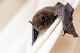 bats inside your home here s what you