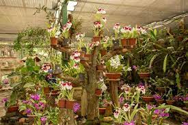 lankester botanical garden orchid