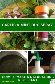 garlic mint insect spray