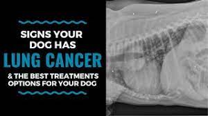 Tell your doctor and nurse how you prefer to receive information. Signs Your Dog Has Lung Cancer The Best Treatments Options For Your Dog Vlog 104 Youtube