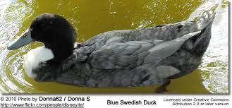 We did not find results for: Blue Swedish Ducks Anas Platyrhynchos Domesticus Beauty Of Birds