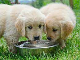Maybe you would like to learn more about one of these? Is Your Puppy Drinking Enough Water American Kennel Club