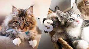 maine vs normal cat what is the