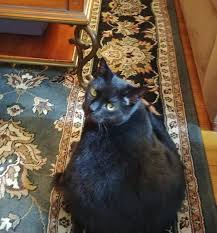 Adoption processall potential adopters must be at least 21 years of age. Healthy Declawed Black Male Cat For Adoption To Loving Home In Philadelphia Adopt Inky Today