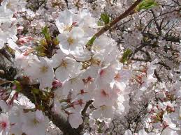 20 tempat pemandangan bunga sakura terindah di jepang bunga sakura memang sangat menawan dan memberikan suasana khas jepang jika anda ingin berkunjung ke jepang di musim sumber gambar : File Someiyoshino Jpg Wikimedia Commons