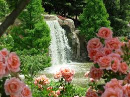Rose Garden Rose Waterfall Garden