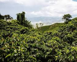 Image of coffee plantation in Colombia
