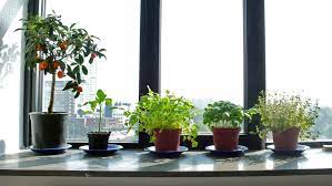 Indoor Herbs To Grow In Your Garden Window