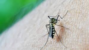 zika virus in mumbai warning symptoms