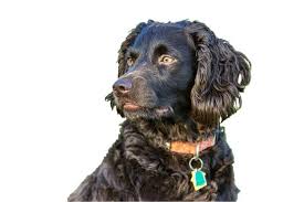 Prides itself in our dedication to evaluating the health, temperament and strengths of each dog. How Much Is A Boykin Spaniel The Cost Guide With Calculator Petbudget